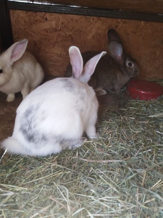 Vand iepuri românești Argeș, negreni