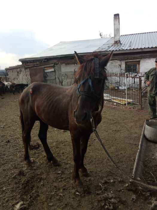 Продам кунана  спакоиный