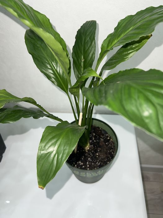 Комнатные цветы распродажа