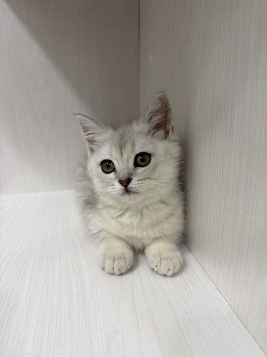 Scottish folf девочка продаю