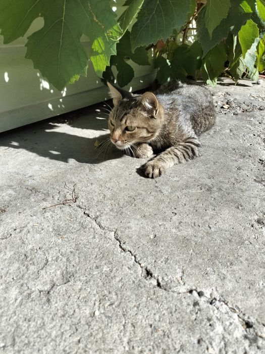 Ласковая кошечка ищет дом
