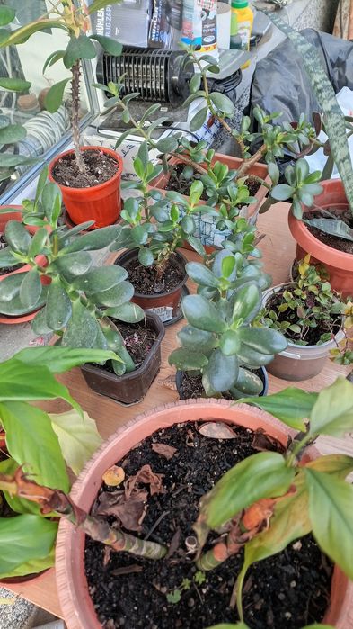 продавам Авокадо, дръвче и други цветя