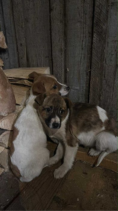 Cautei, isi cauta un stapan