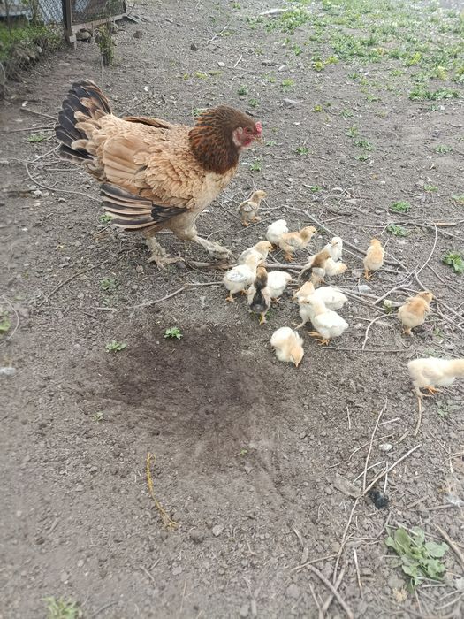 Продам квочку с циплятами