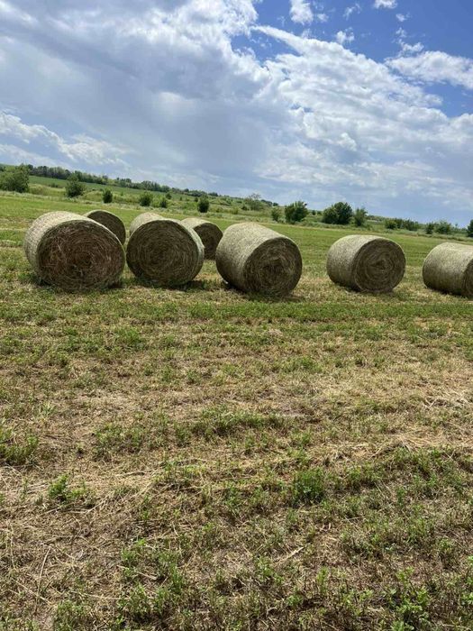 Бали лено с люцерна