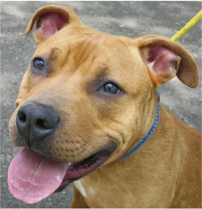 Продам Щенков Питбуля!