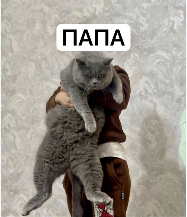 Британские котята (Скоттиш Страйт) / Britan mushukchalar