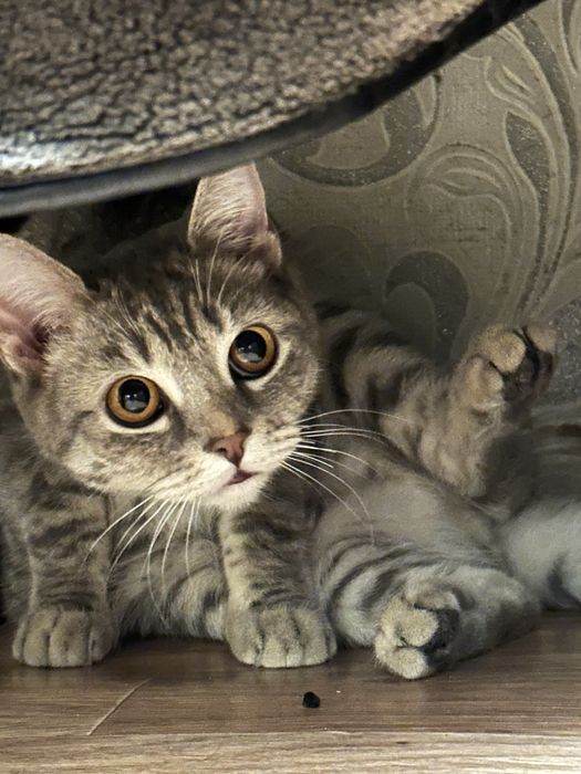 Отдам кошку в добрые руки