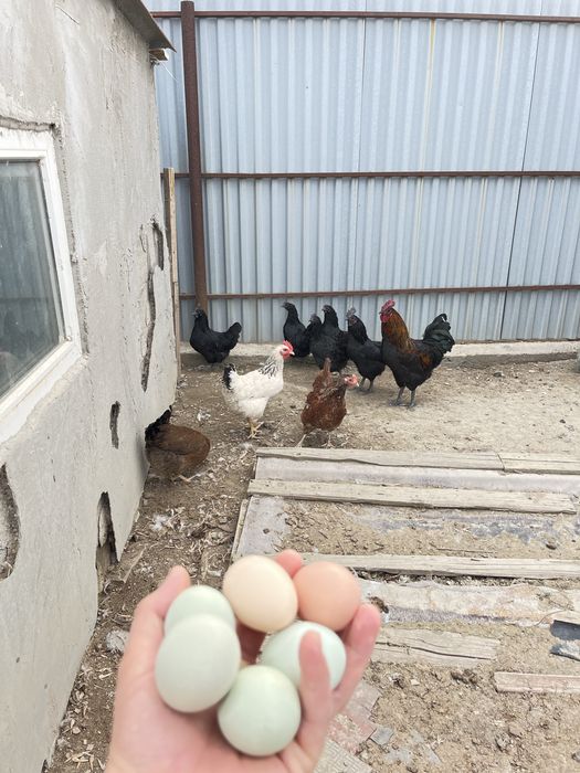 Инкубацонные яйца цветное