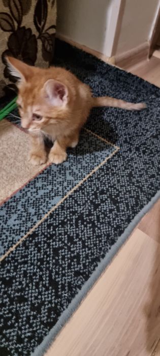 Красивые котята — это девочки.