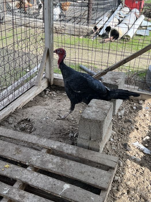 Индюк. Қораз. Күркетауық