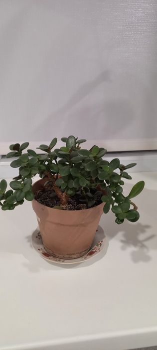 Продается комнатные цветы.