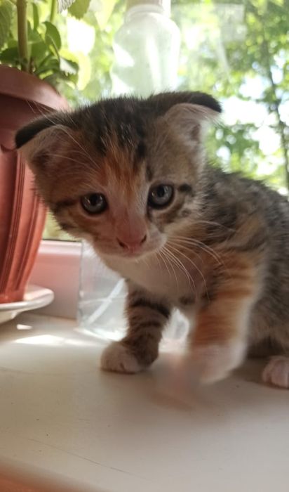 Вислоухие котята.