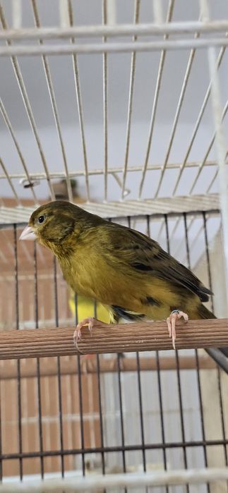 Canari de culoare