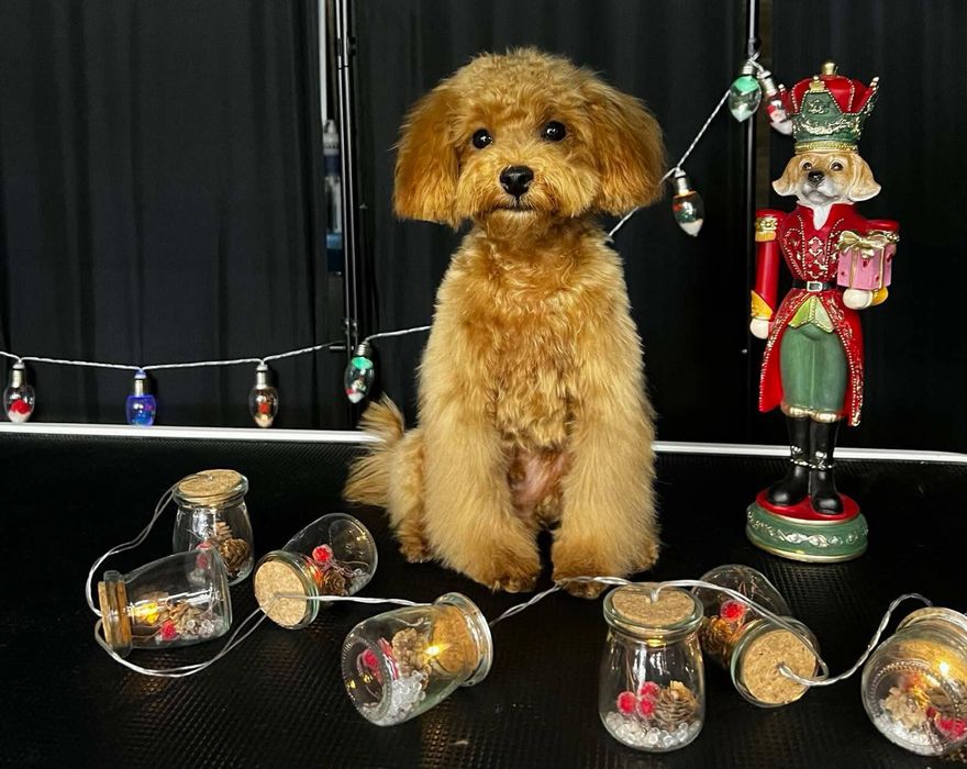 Мъжки мини пудел той