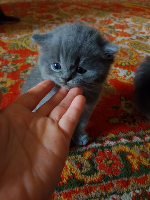 Мушик болалари бор соглам  нархи 100$