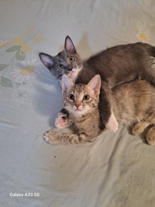 Отдам котят в хорошие руки