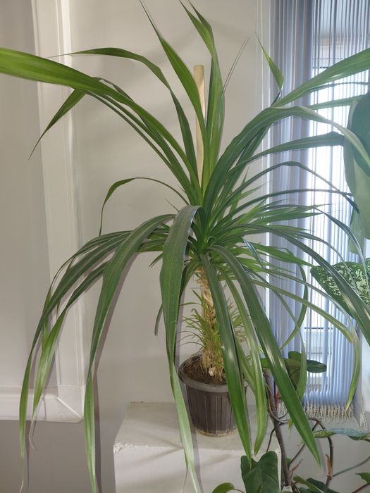 Продам Комнатные цветы