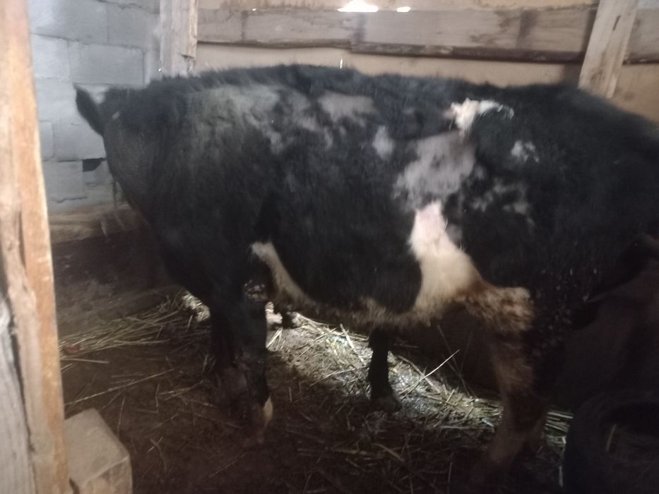 Продам быков, бука