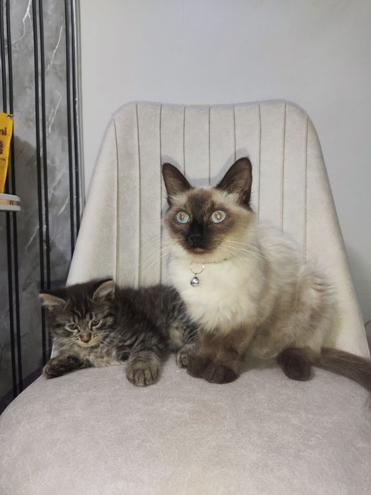 Котята метисы 2.5 месяца девочка и мальчик