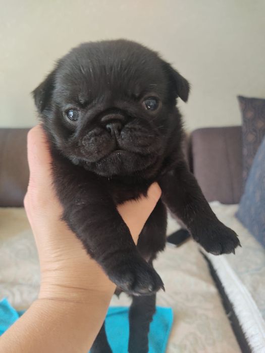 Продам щенков мопса.