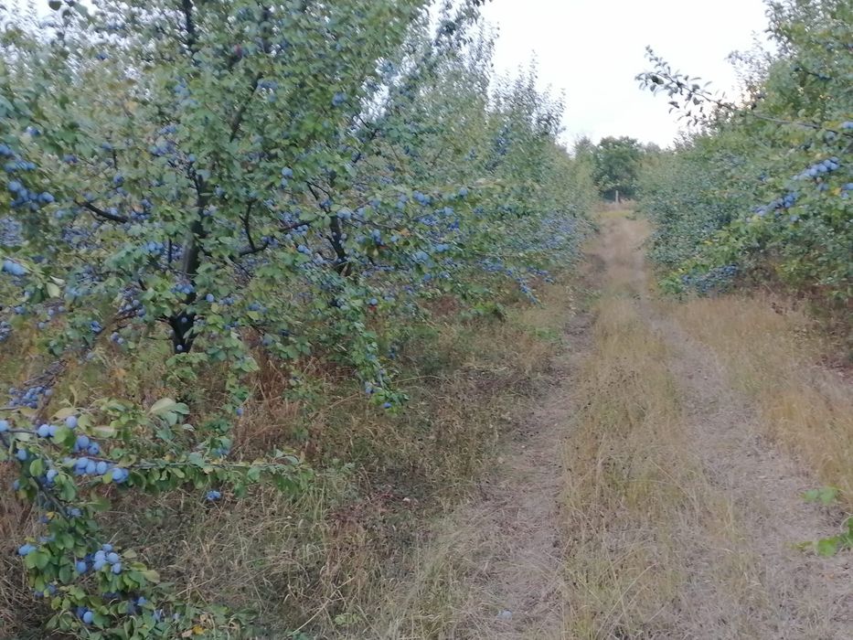 Prune de tuica din soiul Stanley