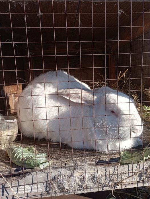 Продаю кроликов  недорого