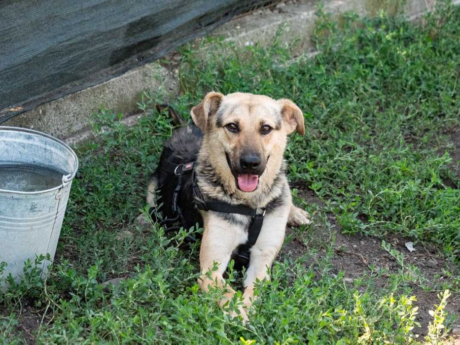 Câini pentru adopție – oferă-le o șansă la o viață mai bună