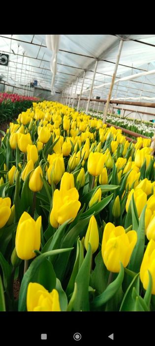 Тюльпаны 60-80см бутоны 5-10см