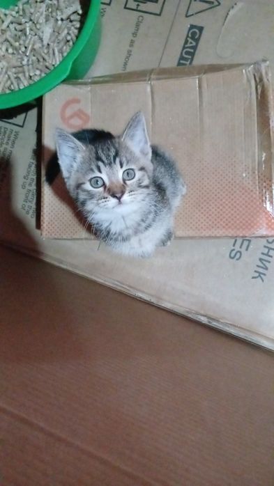 Котят девушка и мальчика