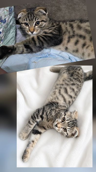 Шотландский вислоухий котенок