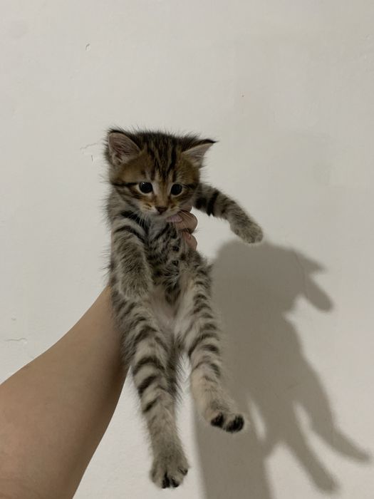 2 котята / 2 мысық