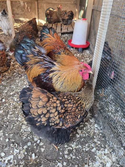 Familie Wyandotte Gsg 3+1 sau perechi