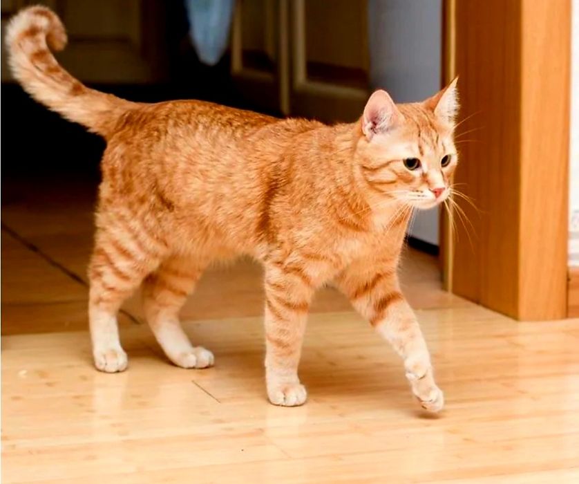 Передержка дома кошек