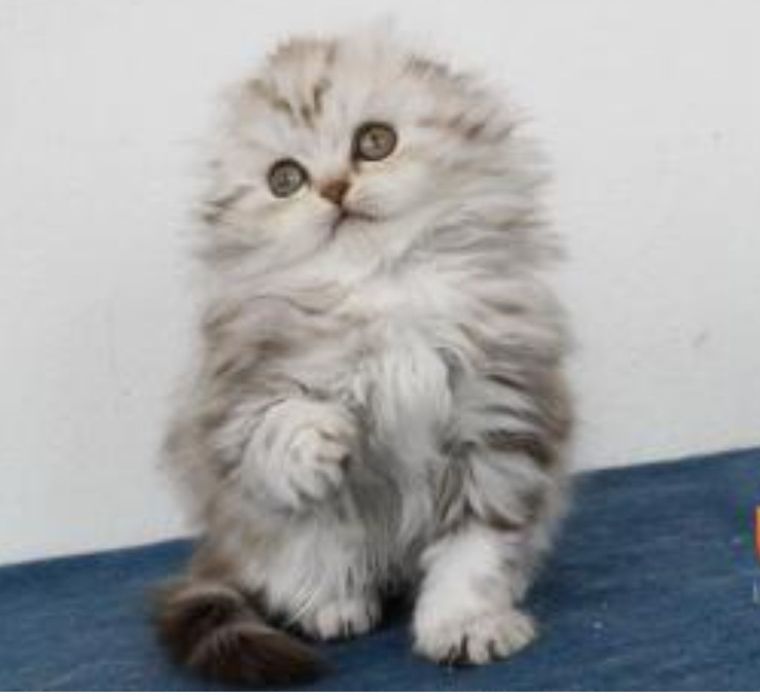 Шотланские чистокровные котята