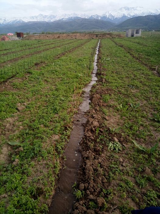 Продам К/Х ровный