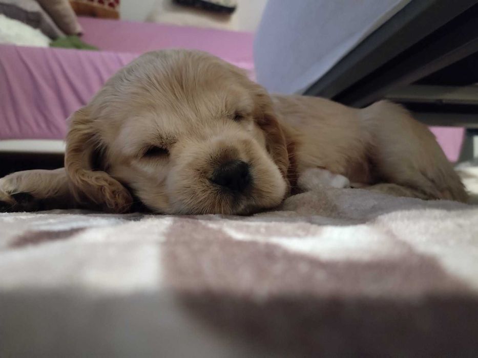 Продавам най-хубавите кокери.