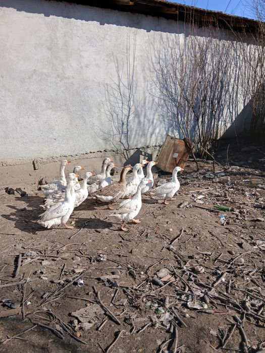 Gâște românești tinere