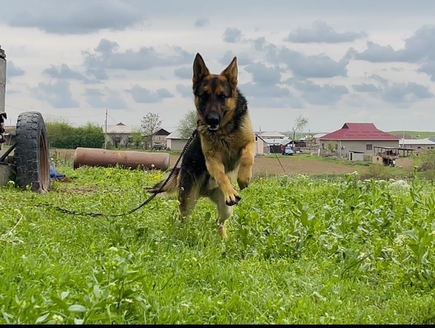 Еш алдаусыз таза ит