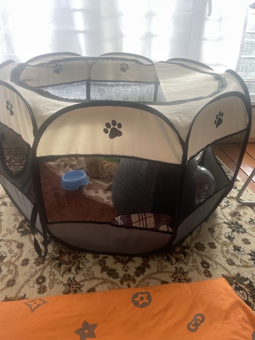 Iki oylik mushuk hama narsasi ichida parodasi visla uxiy rangi sariq.