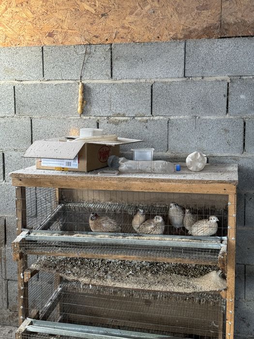 Клетки перепелов