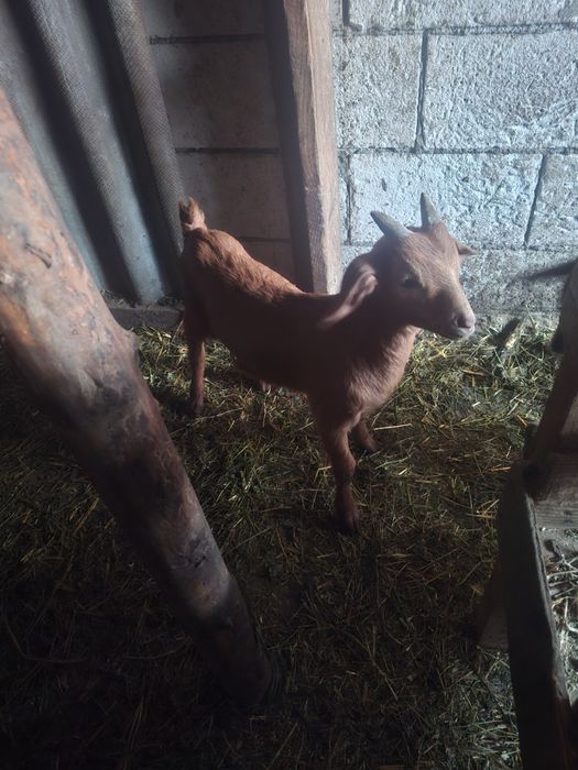 Iezi masculi de vânzare