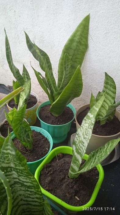 Распродажа. Почти даром.