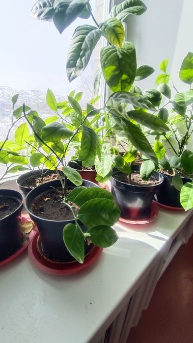 Молодые лимонные деревья