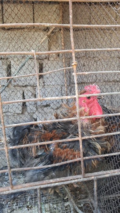 Xõroz Sotiladi Damashni Kilosi 3000