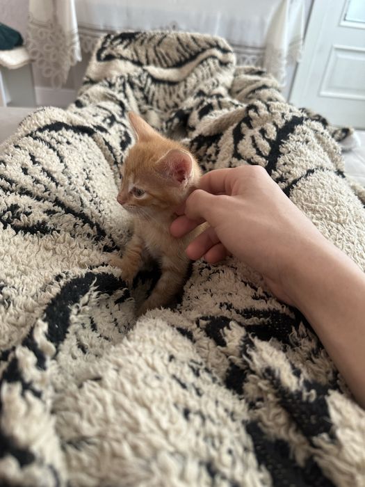 Рыженький котенок