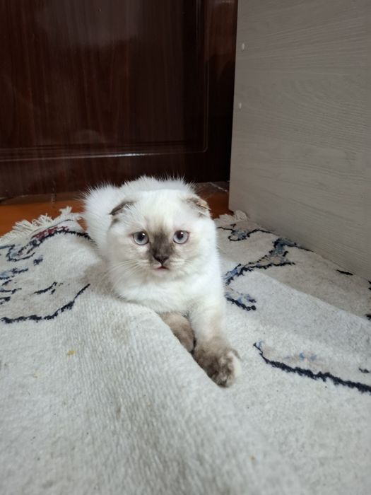 Продаётся котенок