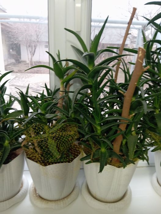 Продаётся алоэ Шымкент қаласы