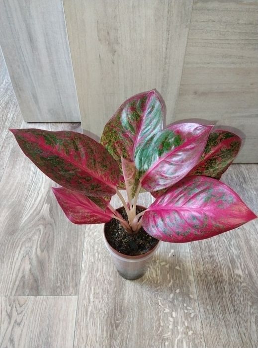 Комнатные растения