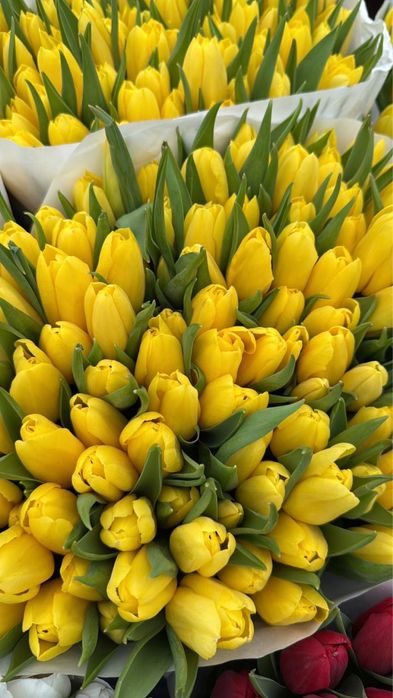 Тюльпаны Голландские Оптом